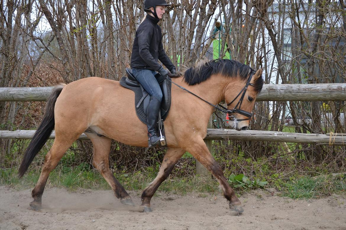 Anden særlig race Lukas -SOLGT billede 5
