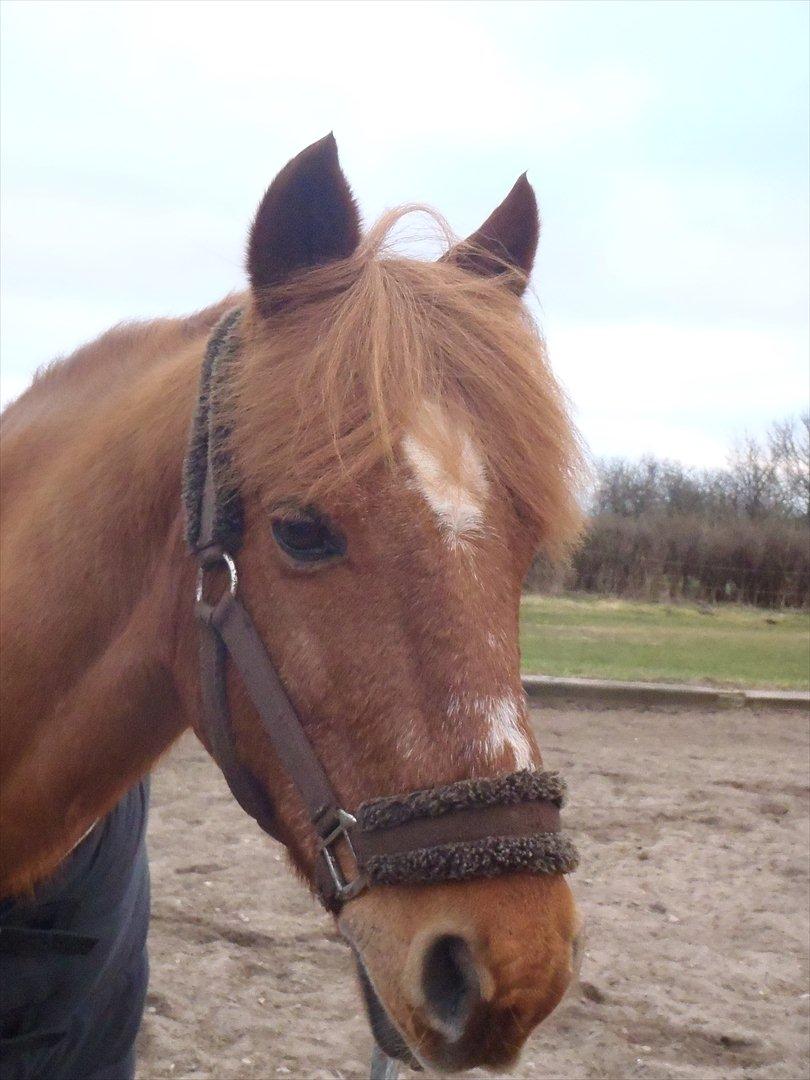 Welsh Pony af Cob-type (sec C) Tjekita - En nat sendte jeg en engel ud for at passe på dig men den kom hurtigt tilbage og sagde at engle ikke passer på andre engle<3 billede 12