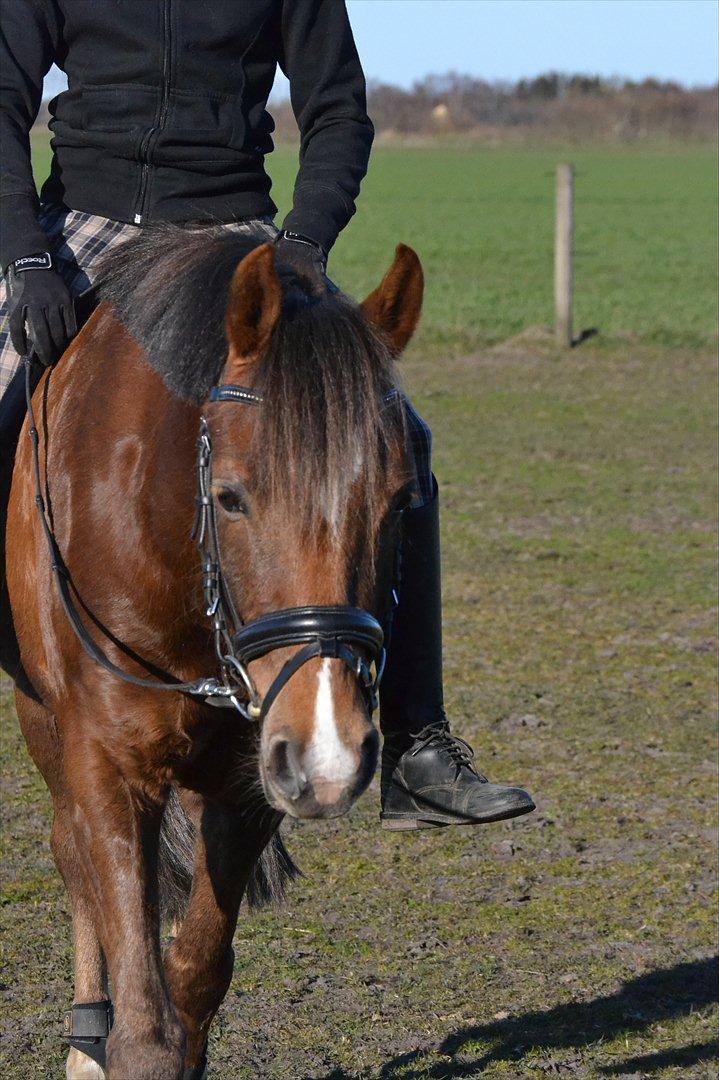 Welsh Pony af Cob-type (sec C) GOLDEN SURPRISE - Min søde! billede 12