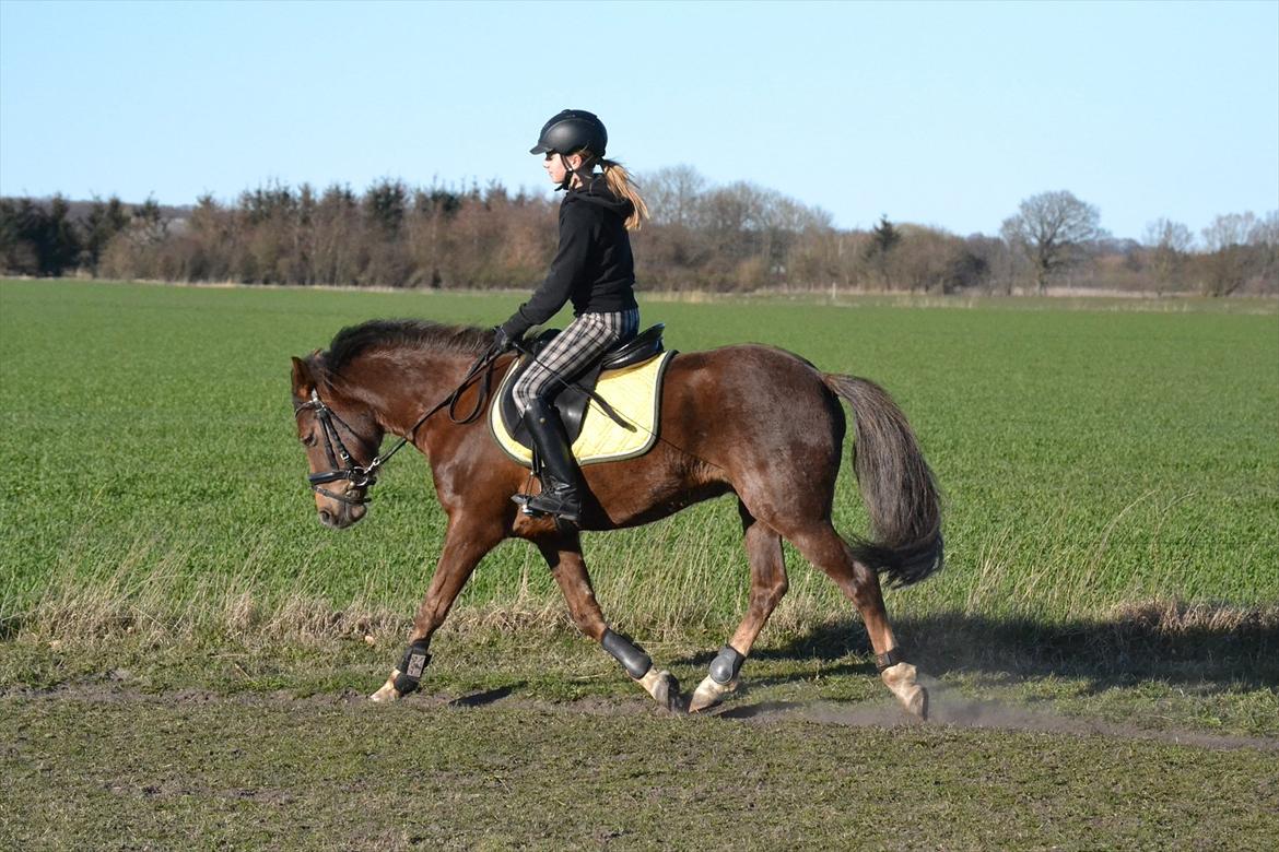 Welsh Pony af Cob-type (sec C) GOLDEN SURPRISE - Goldys dejlige overtrædninger! :-* billede 14