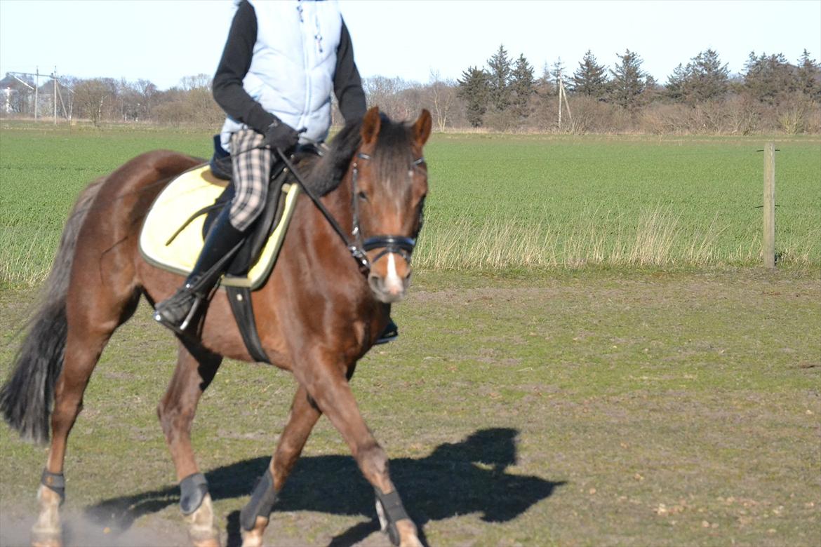 Welsh Pony af Cob-type (sec C) GOLDEN SURPRISE - Dressurtræning d. 4 april 2012 billede 3