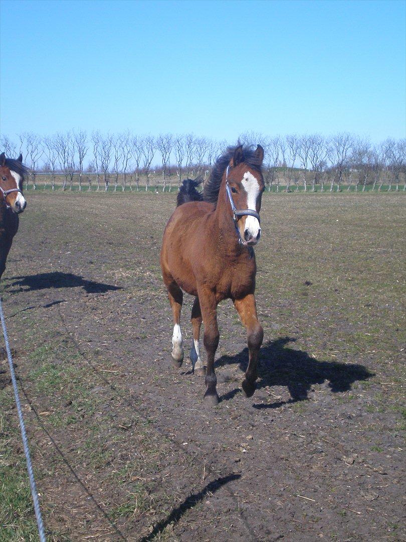 Anden særlig race Luka ( Luksen) - 
taget d 5- 4-12 billede 4