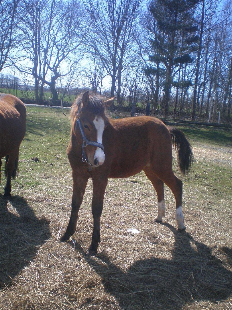 Anden særlig race Luka ( Luksen) - man skal jo også tisse engang i mellem .
taget d.5-4-12. billede 17
