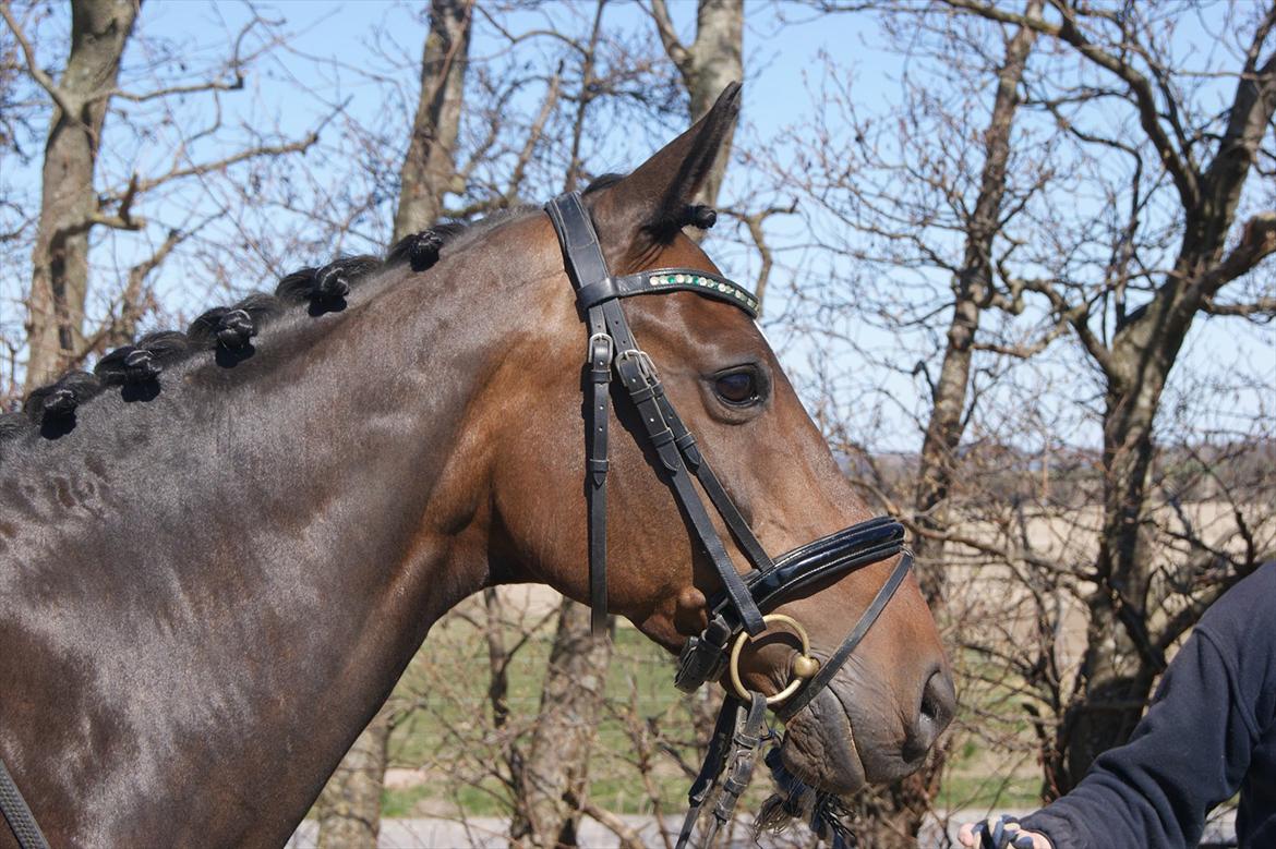 Dansk Varmblod La Vær Firfod billede 5
