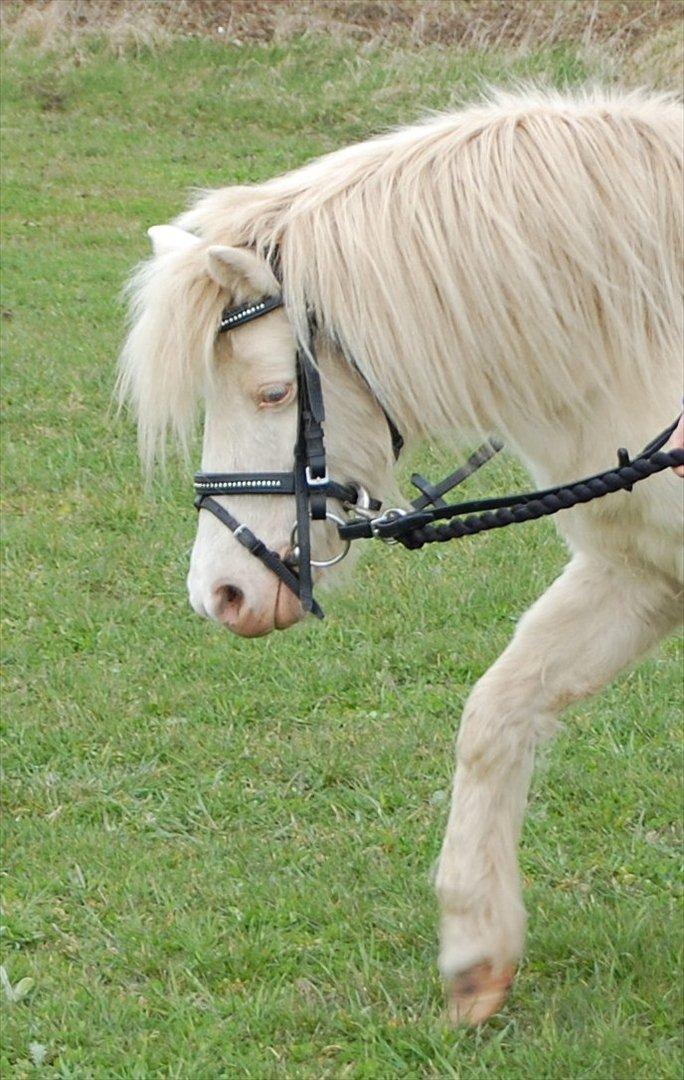 Anden særlig race Perle billede 16