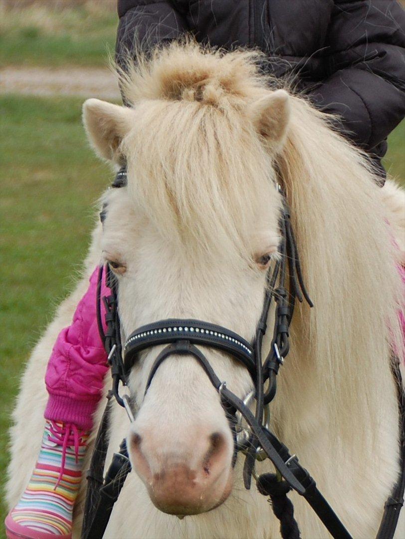 Anden særlig race Perle billede 17