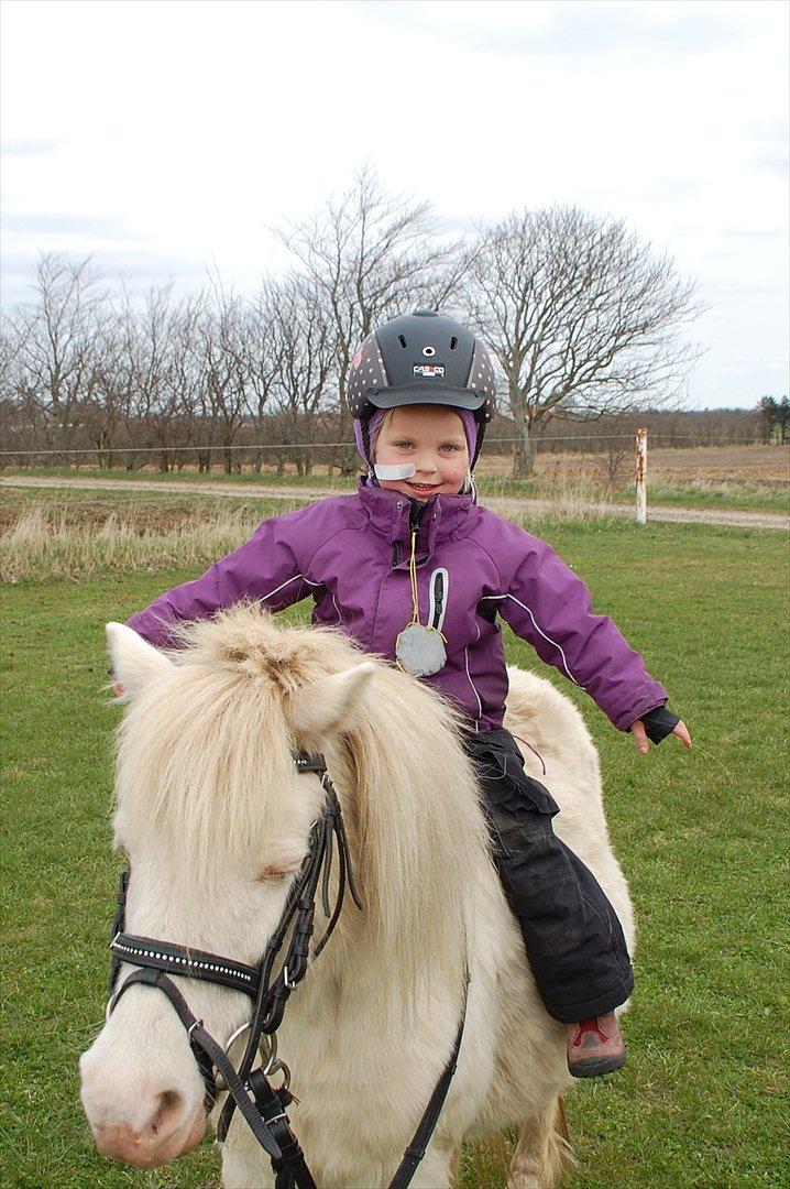 Anden særlig race Perle billede 18