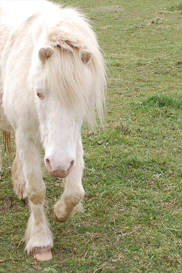 Anden særlig race Perle billede 19