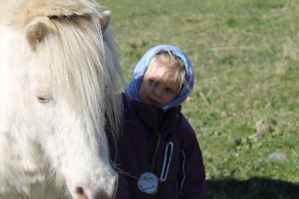 Anden særlig race Perle billede 20