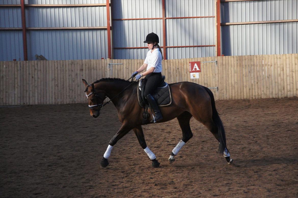 Dansk Varmblod Damgaards Lady Hotline - Programridning/Gangartsvurdering v/ Jesper Holst. billede 20