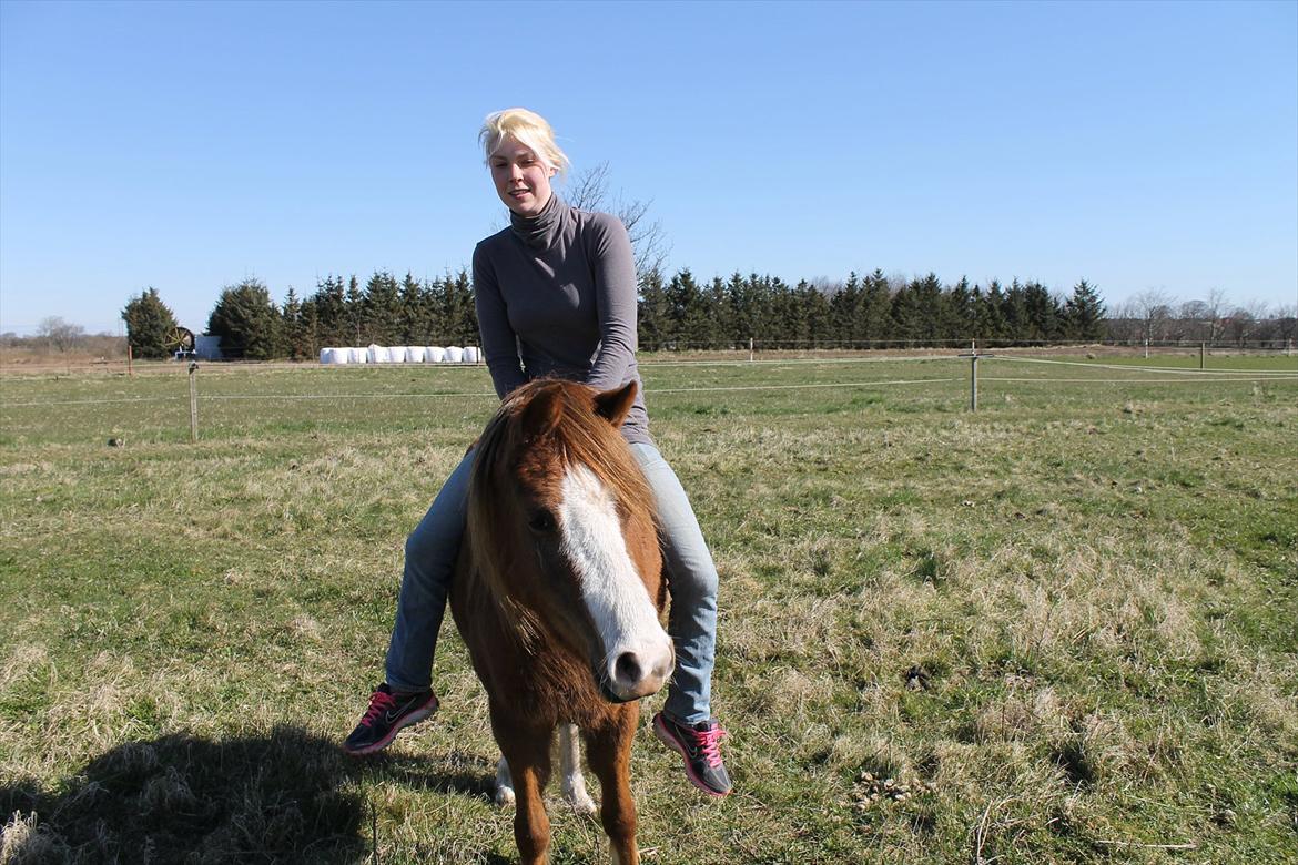 Welsh Pony (sec B) Caya's Angel billede 16