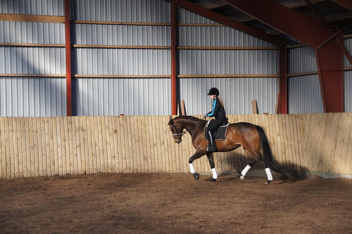 Dansk Varmblod Damgaards Lady Hotline - Programridning/Gangartsvurdering v/ Jesper Holst billede 17