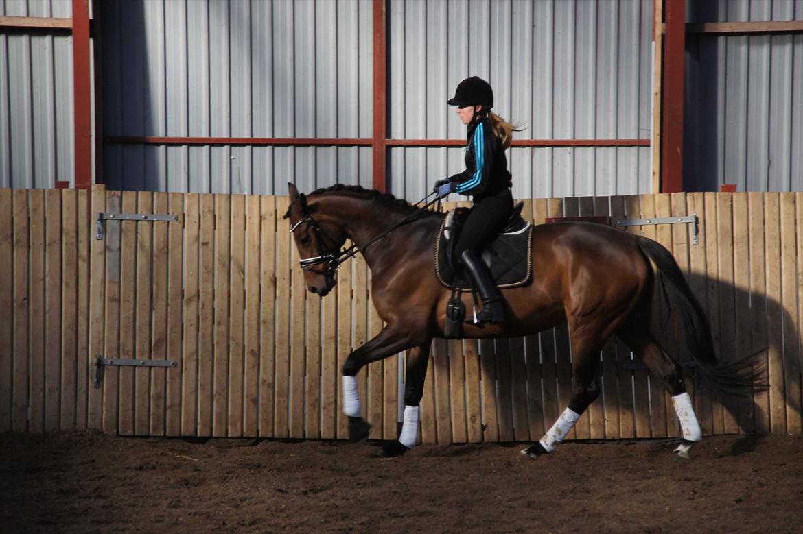 Dansk Varmblod Damgaards Lady Hotline - Programridning/Gangartsvurdering v/ Jesper Holst  billede 11