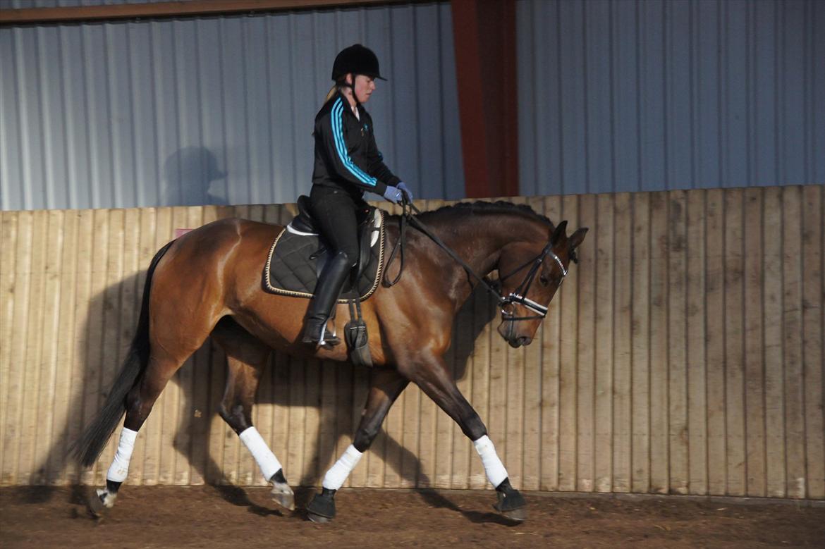 Dansk Varmblod Damgaards Lady Hotline - Programridning/Gangartsvurdering v/ Jesper Holst  billede 9