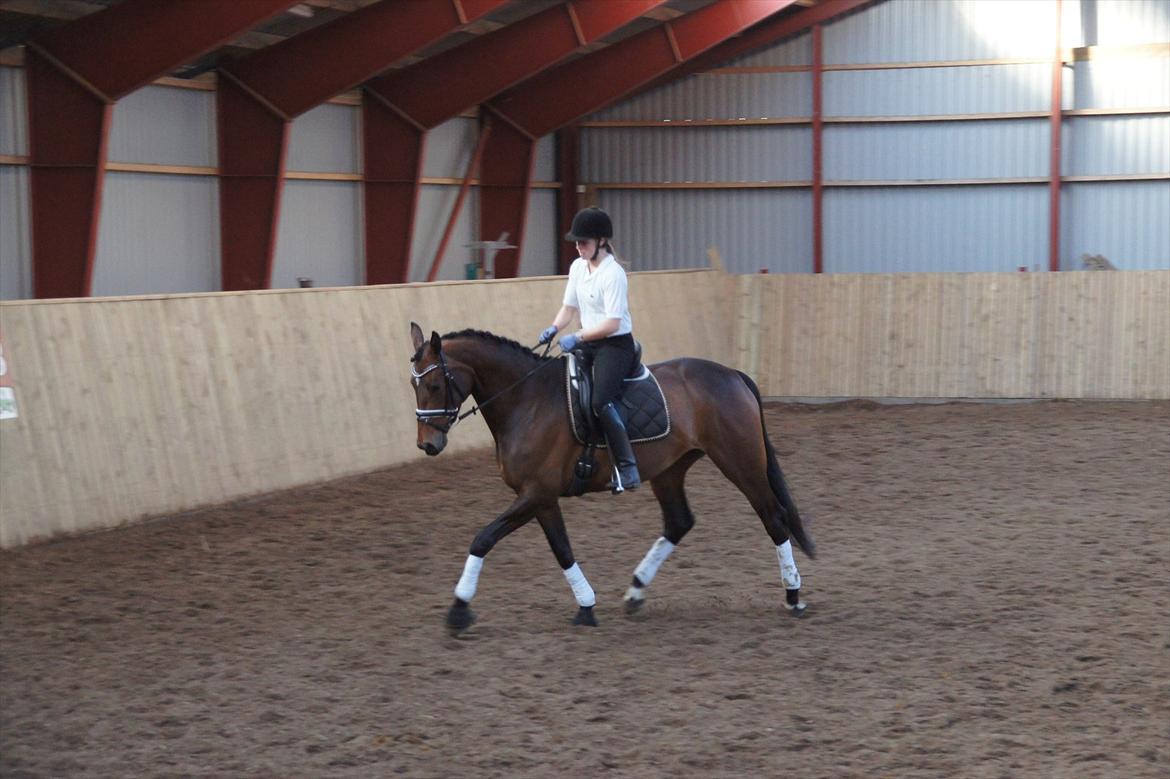 Dansk Varmblod Damgaards Lady Hotline - Programridning/Gangartsvurdering v/ Jesper Holst  billede 3