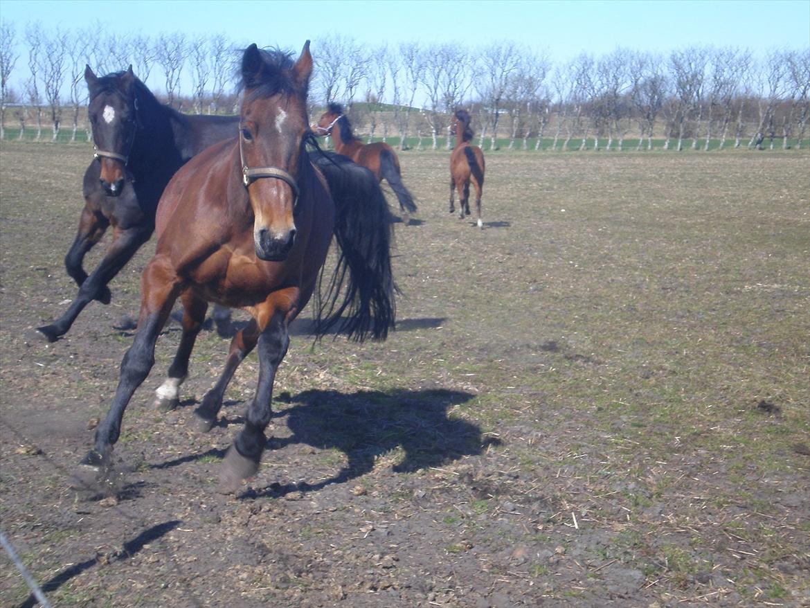 Traver Dear Marika  Himmel hest ( savnet meget) - 
taget d. 5-4-12.
leger med charlie ,luka og sokki.
 billede 7