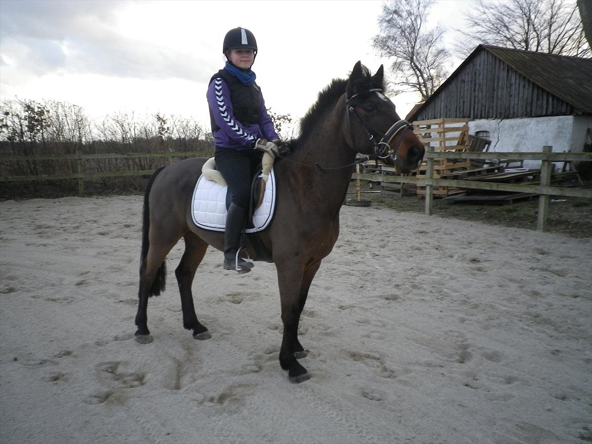 New Forest Navarana's Dion - Anden gang jeg sidder på Dion <3 billede 18