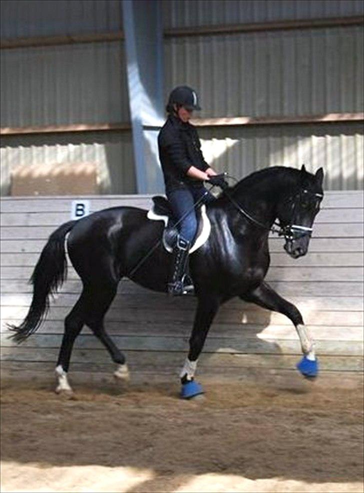 Dansk Varmblod Alskenz Firfod billede 1