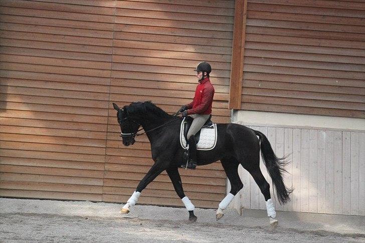 Dansk Varmblod Alskenz Firfod billede 2