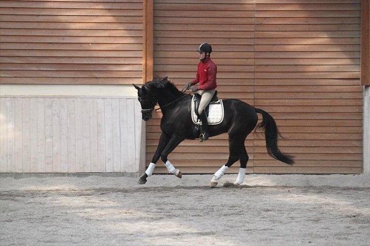 Dansk Varmblod Alskenz Firfod billede 3