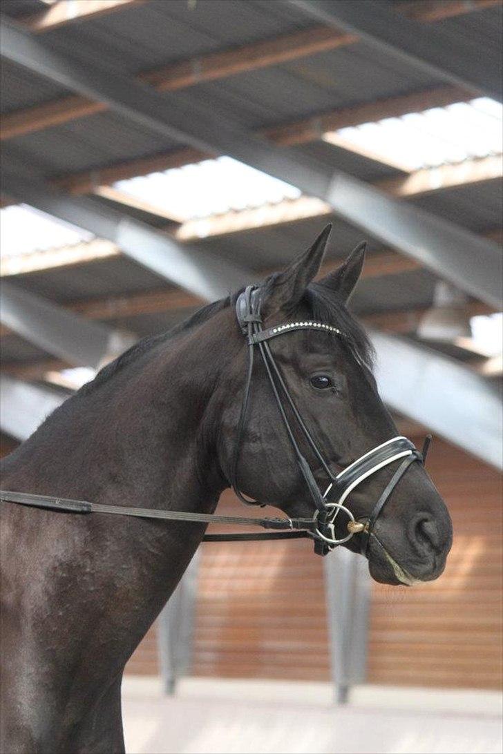 Dansk Varmblod Alskenz Firfod billede 4