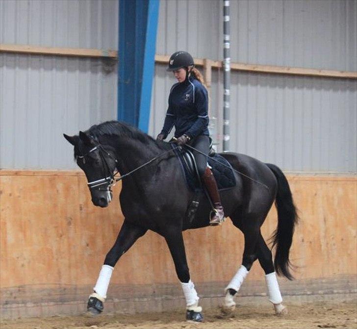 Dansk Varmblod Alskenz Firfod billede 5