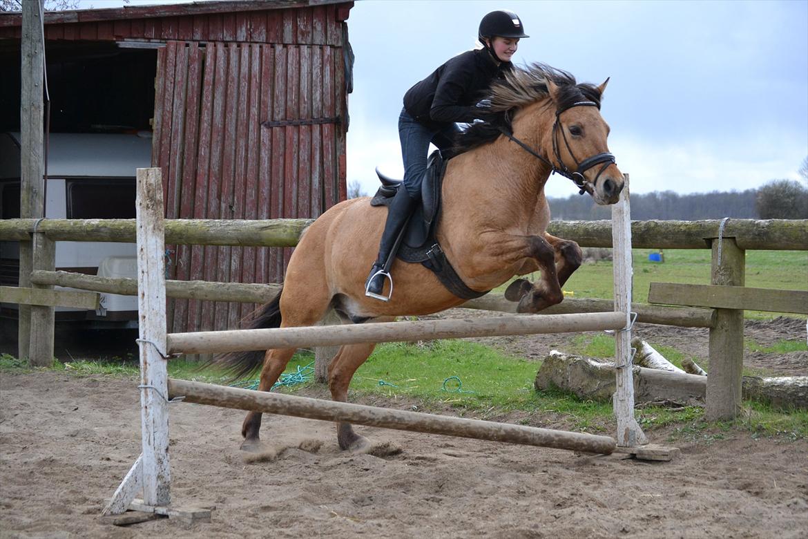Anden særlig race Lukas -SOLGT - første gang han springer med rytter!! billede 6