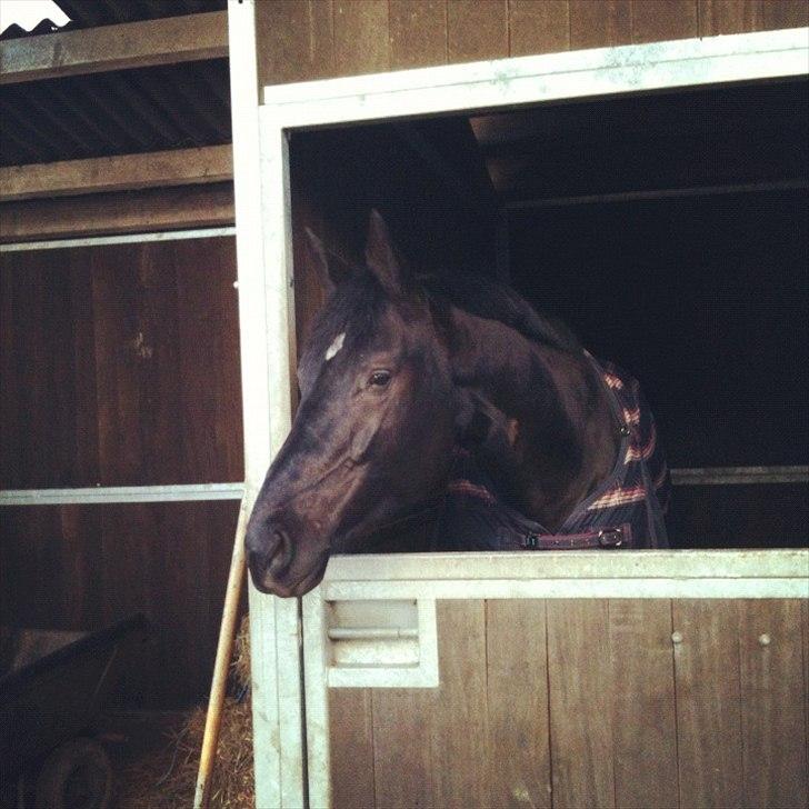 Dansk Varmblod Alskenz Firfod billede 6