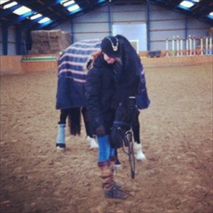 Dansk Varmblod Alskenz Firfod billede 7