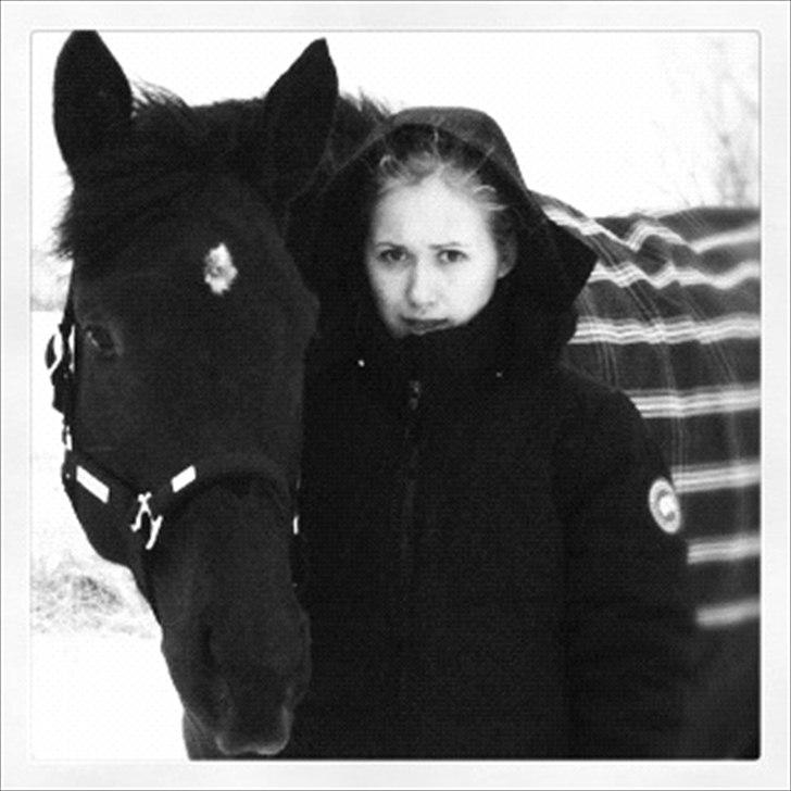 Dansk Varmblod Alskenz Firfod billede 8