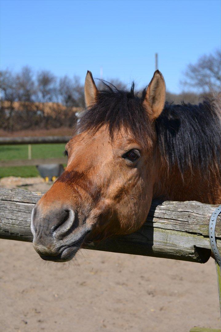Anden særlig race Lukas -SOLGT - han er sååå sød! billede 7