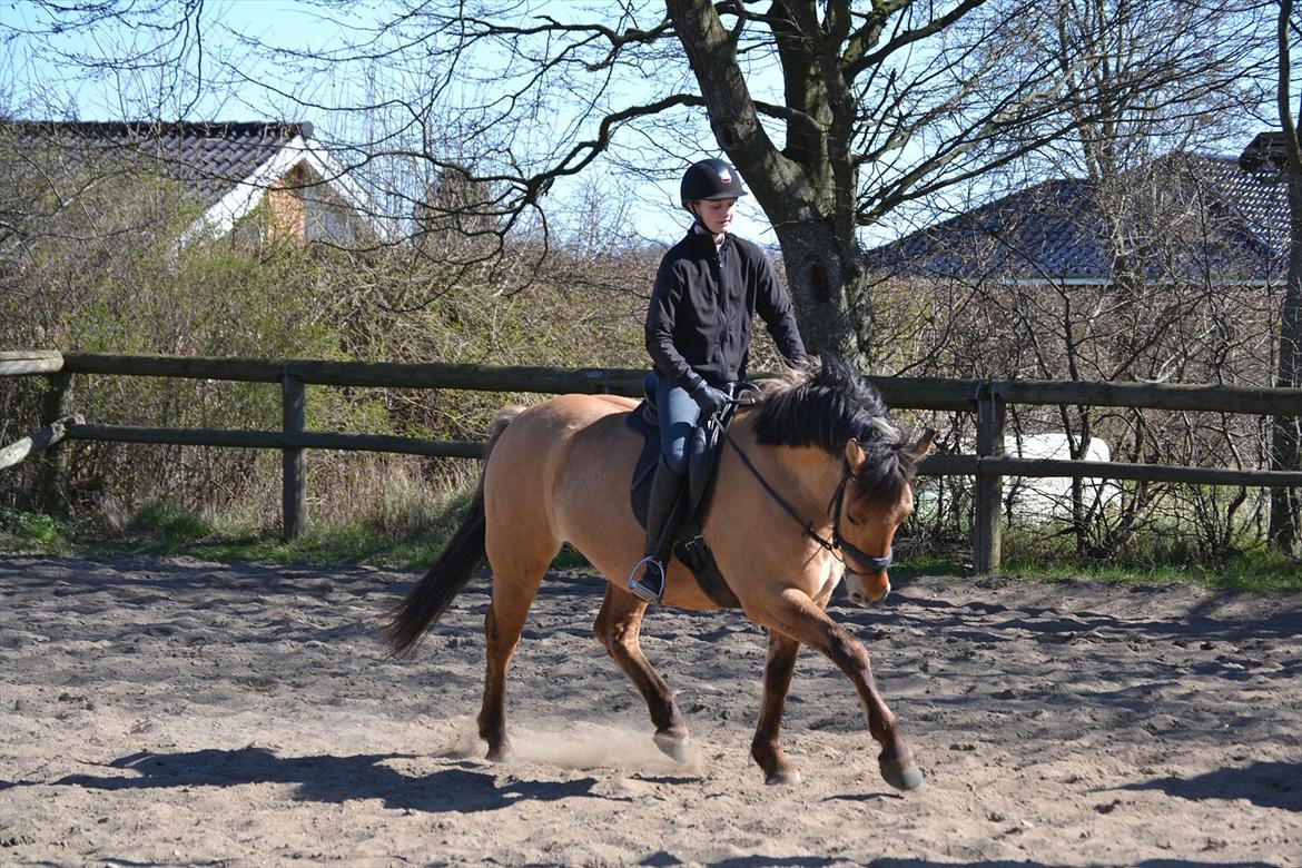 Anden særlig race Lukas -SOLGT - han får en bedre og bedre gang! billede 8