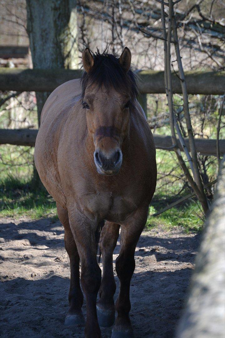 Anden særlig race Lukas -SOLGT - den lille prop! billede 9
