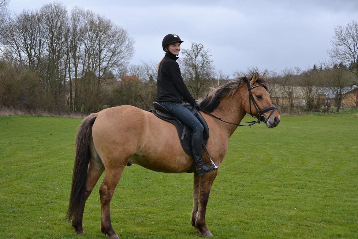 Anden særlig race Lukas -SOLGT - helt rolig på springbanen! billede 10