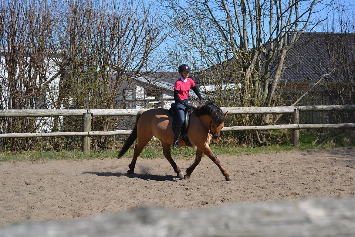 Anden særlig race Lukas -SOLGT billede 11