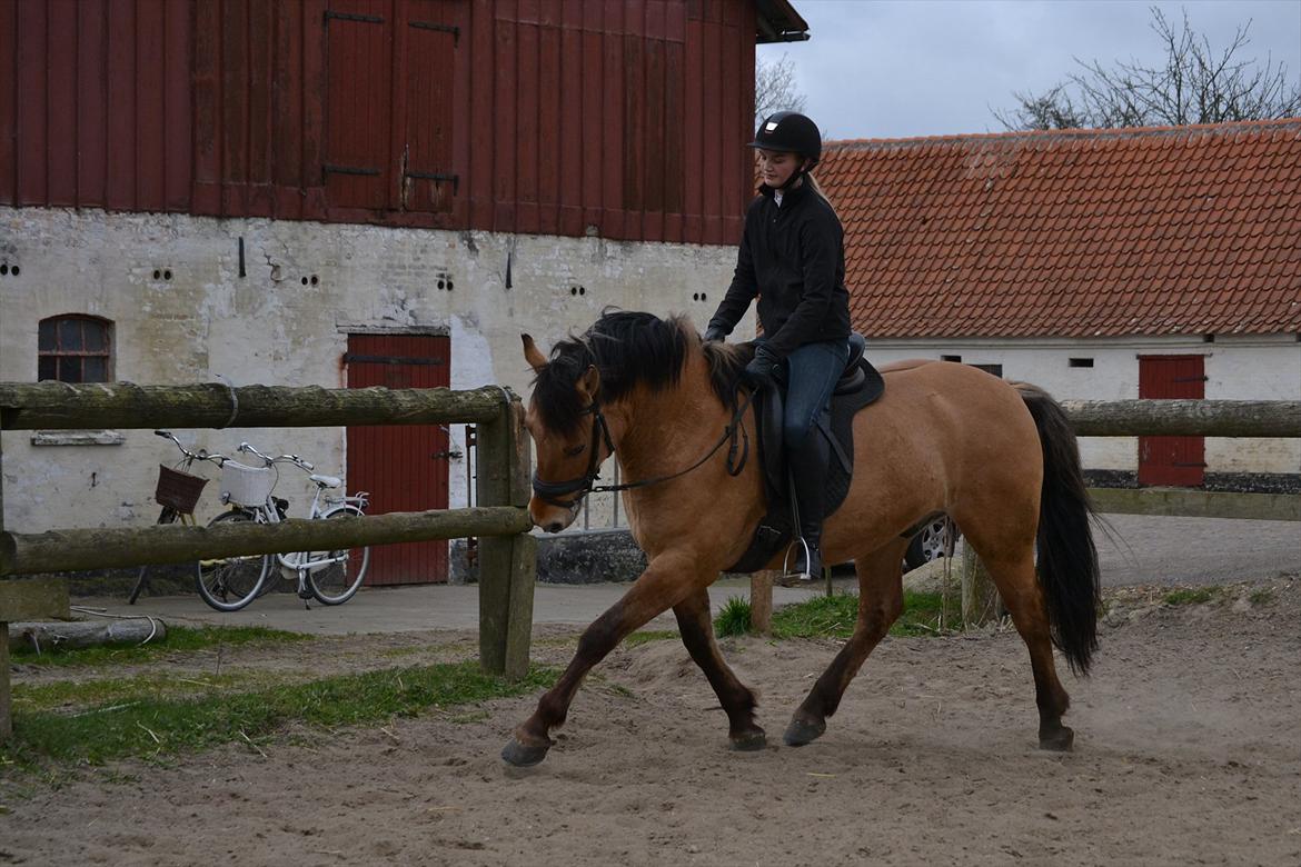 Anden særlig race Lukas -SOLGT billede 12