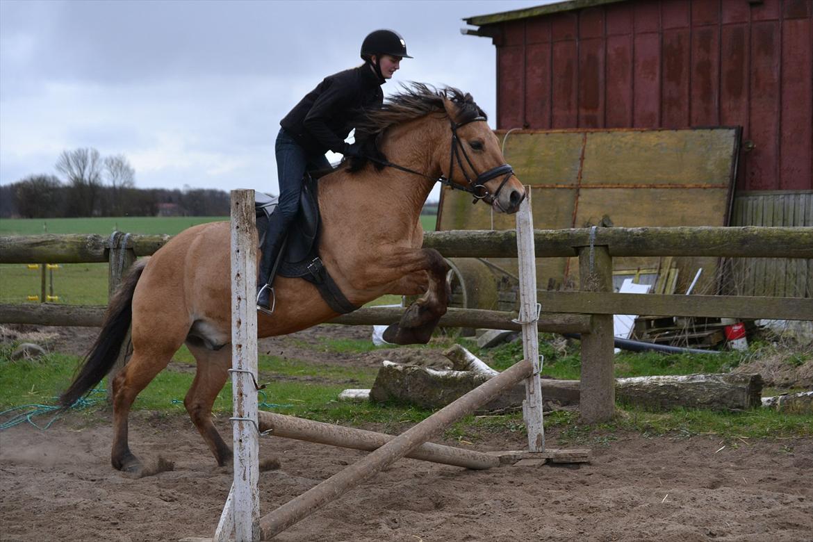 Anden særlig race Lukas -SOLGT billede 13
