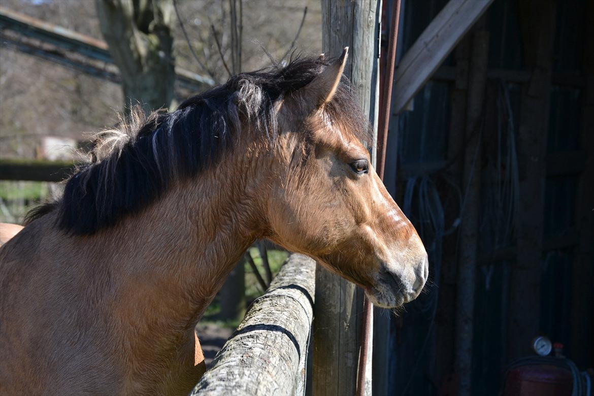 Anden særlig race Lukas -SOLGT billede 16