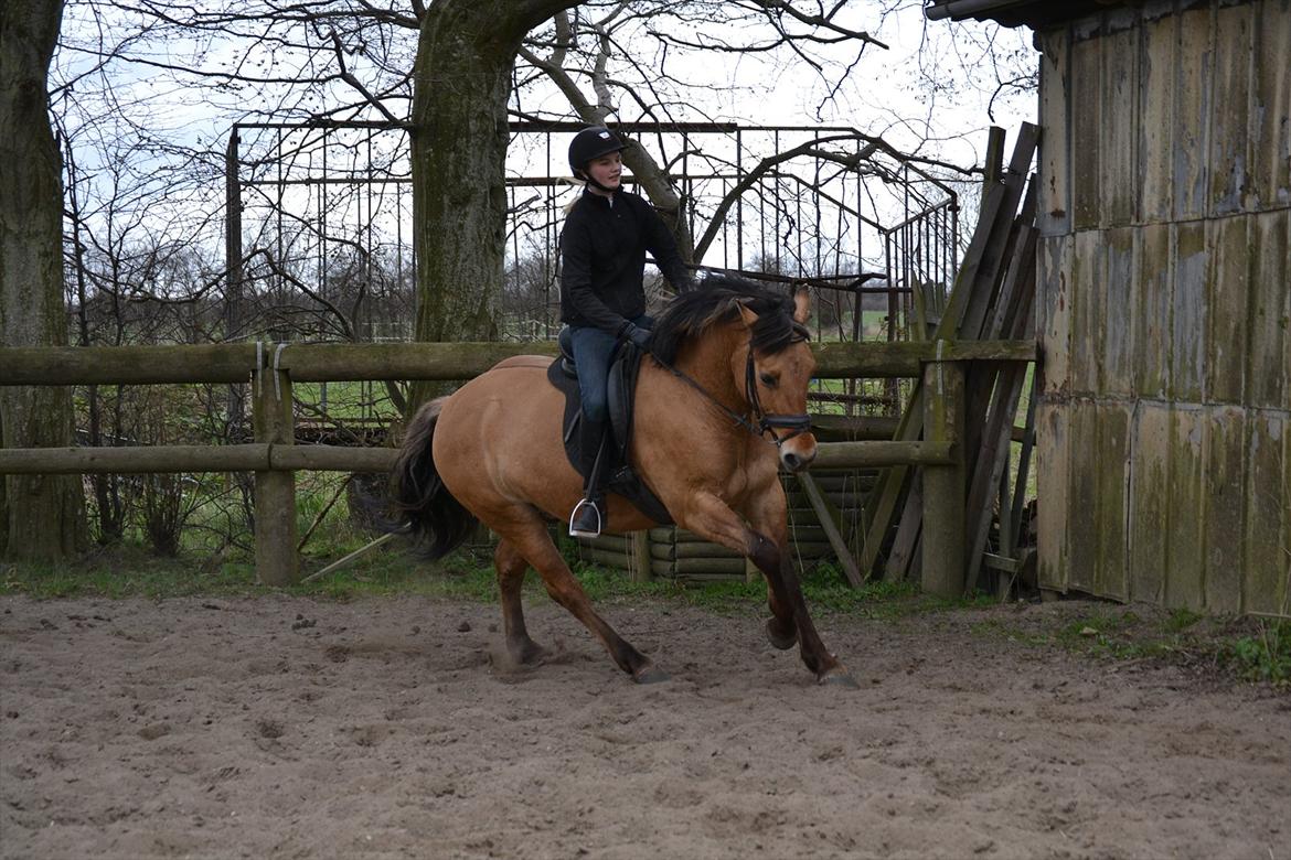 Anden særlig race Lukas -SOLGT billede 17