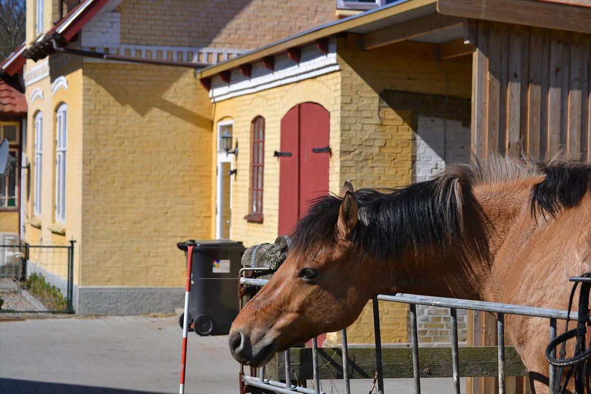 Anden særlig race Lukas -SOLGT billede 18