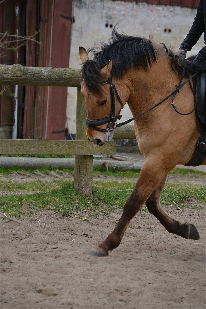 Anden særlig race Lukas -SOLGT billede 19