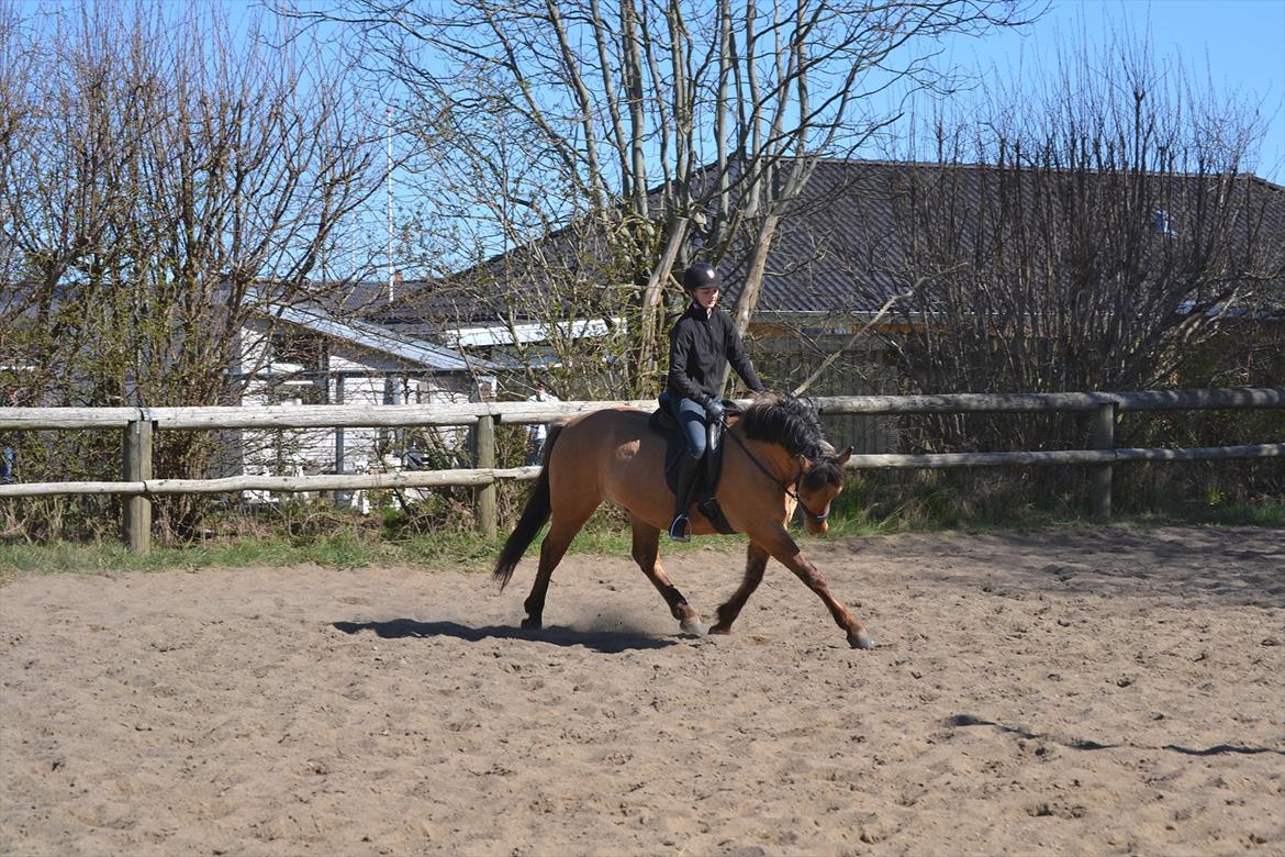 Anden særlig race Lukas -SOLGT billede 20
