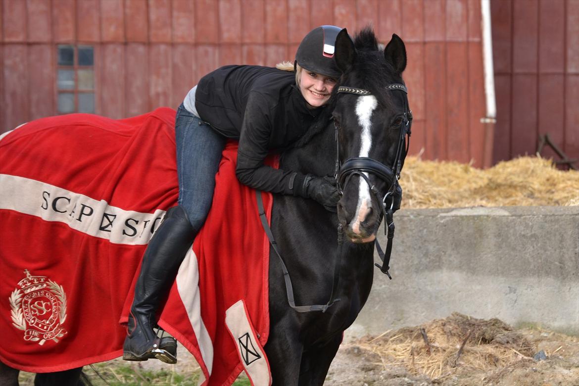 Hollandsk Sportspony Marquerita SOLGT - Velkommen til Marqueritas profil <3 billede 1