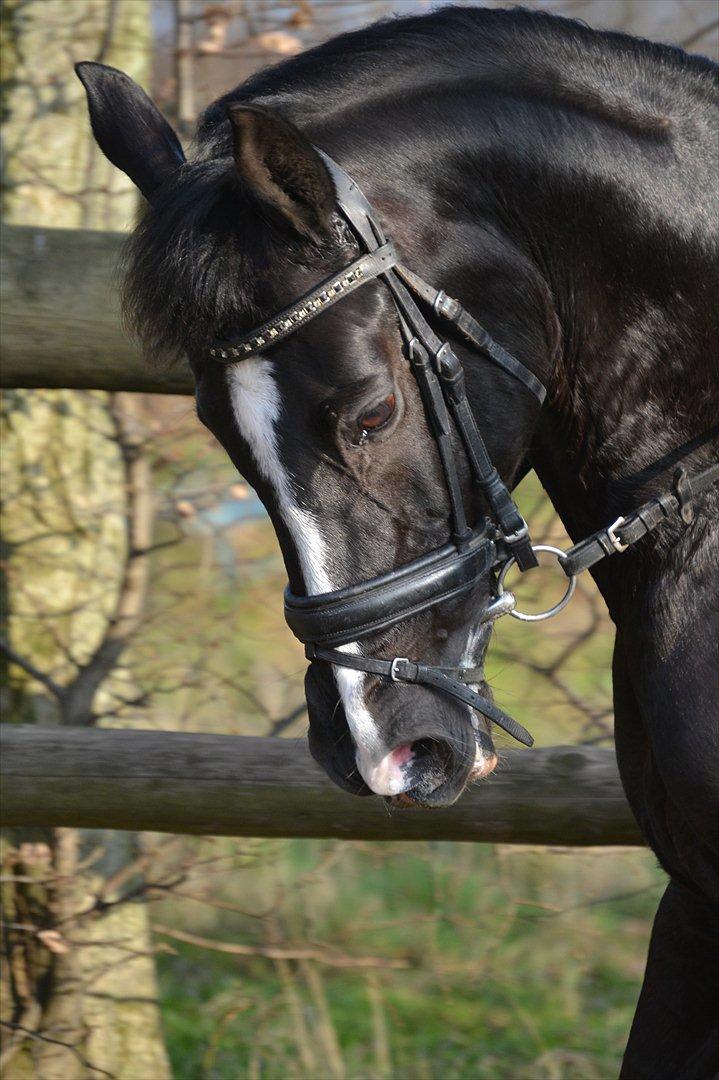 Hollandsk Sportspony Marquerita SOLGT - Stjerne! <3 billede 4