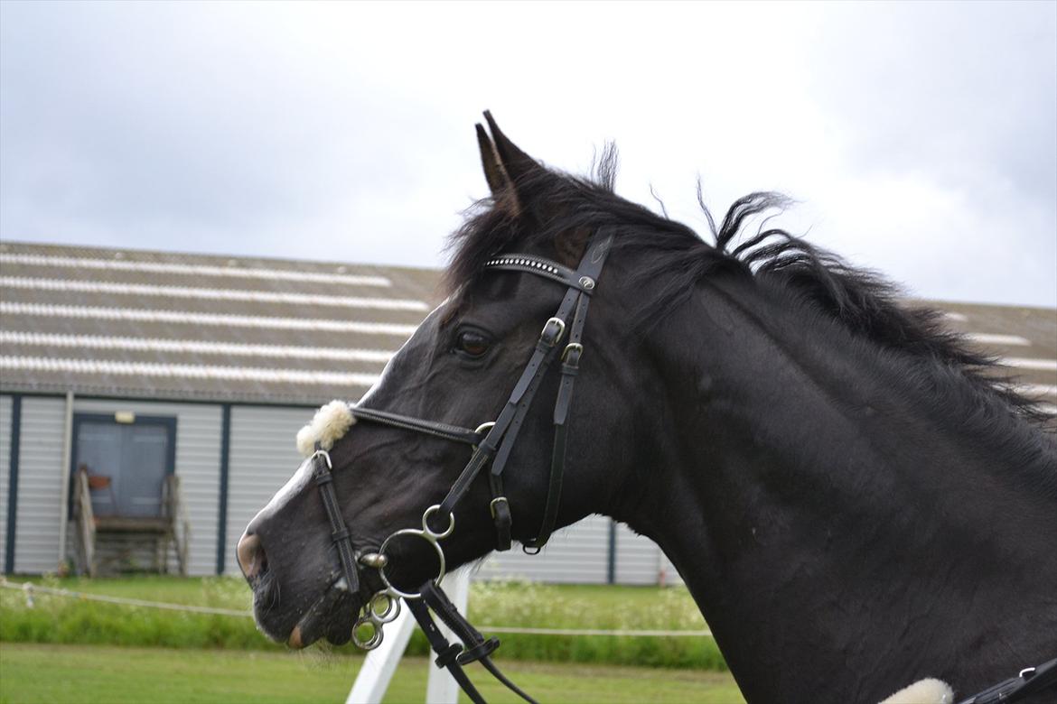 Hollandsk Sportspony Marquerita SOLGT billede 16