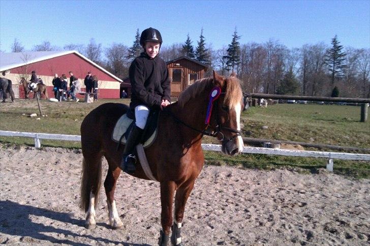 Welsh Cob (sec D) Dyrfal Rosebuds Last - Ditte og Rose med to fejlfrie runder i LX-LD til første udestævne :)  billede 19