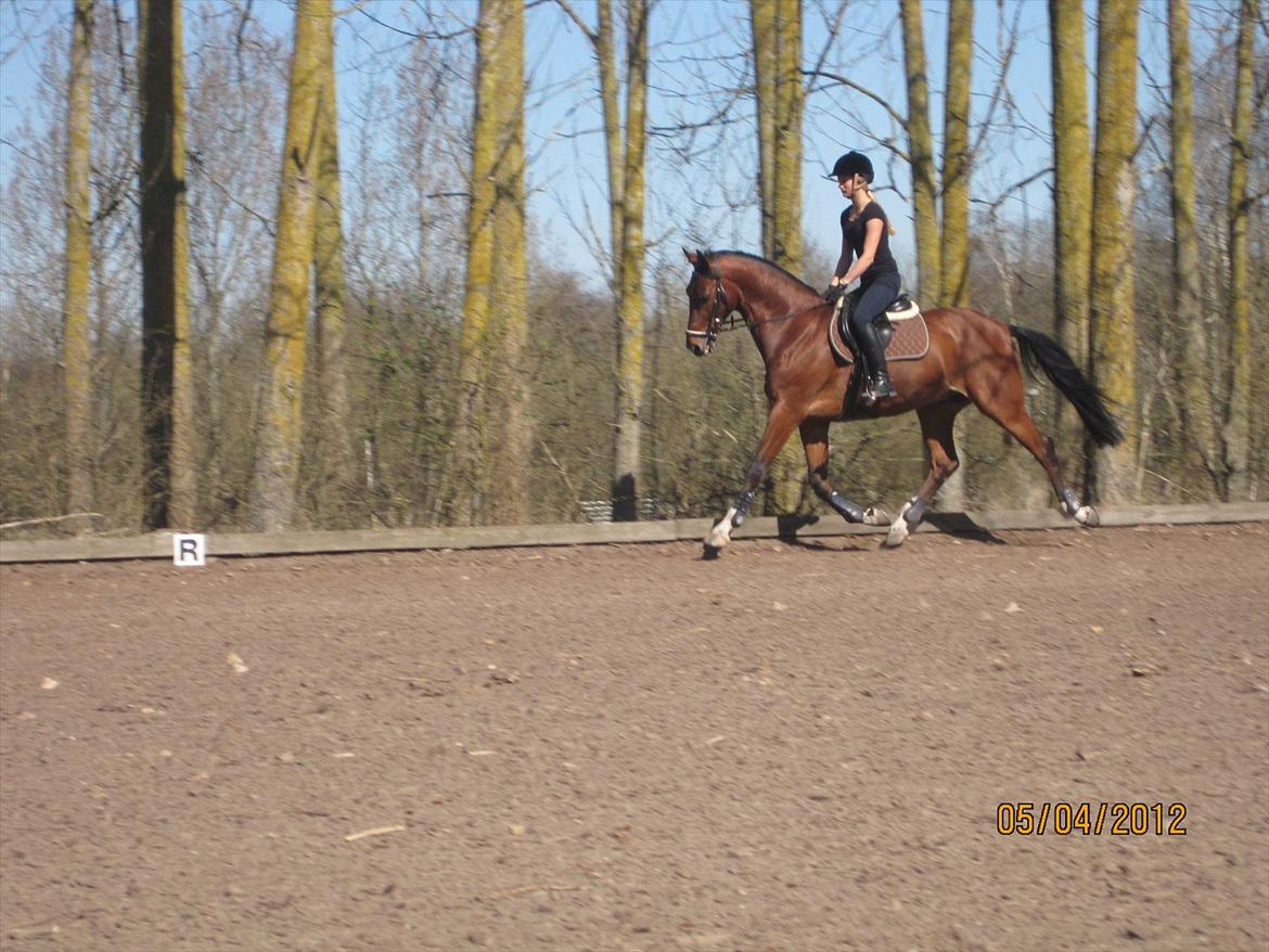 Dansk Varmblod CAMMELOT - Fin stil i en øgning. 5 april 2012, dagen efter jeg fik ham. billede 15