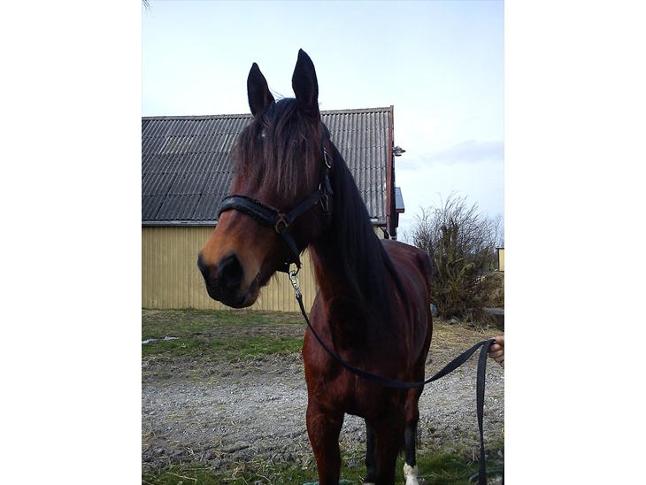 {{currentPhoto.altText}} billede {{currentPhoto.number}}