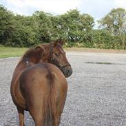 Anden særlig race Mia