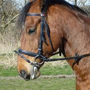 Anden særlig race Gizmo Bull's eye <3